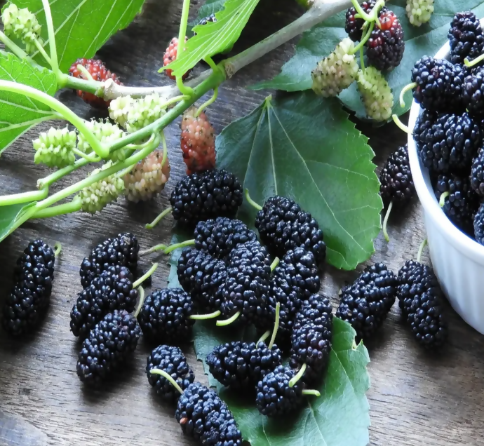 Mulberry (Morus spp)