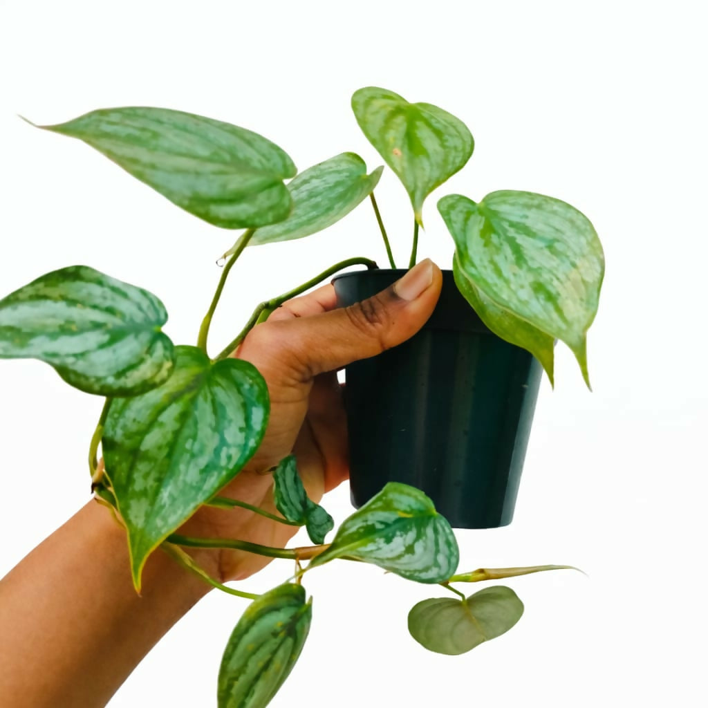 Philodendron Branditianum