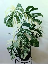 Monstera Albo Borsigiana 'White Tiger'