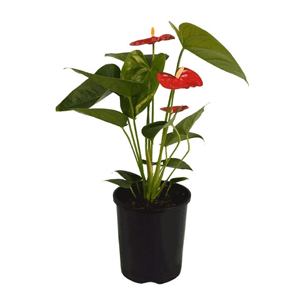 Red Anthurium Plant - Single Shoot