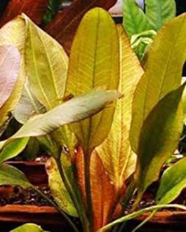 Echinodorus big bear (large pot)