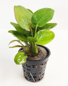 Echinodorus twist/ Echinodorus fancy curl (large pot)