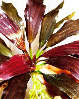 Echinodorus joyo red star (large pot)