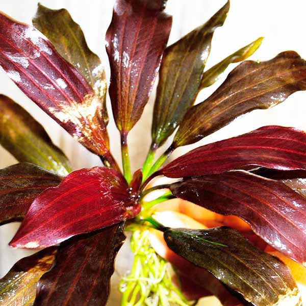 Echinodorus joyo red star (large pot)