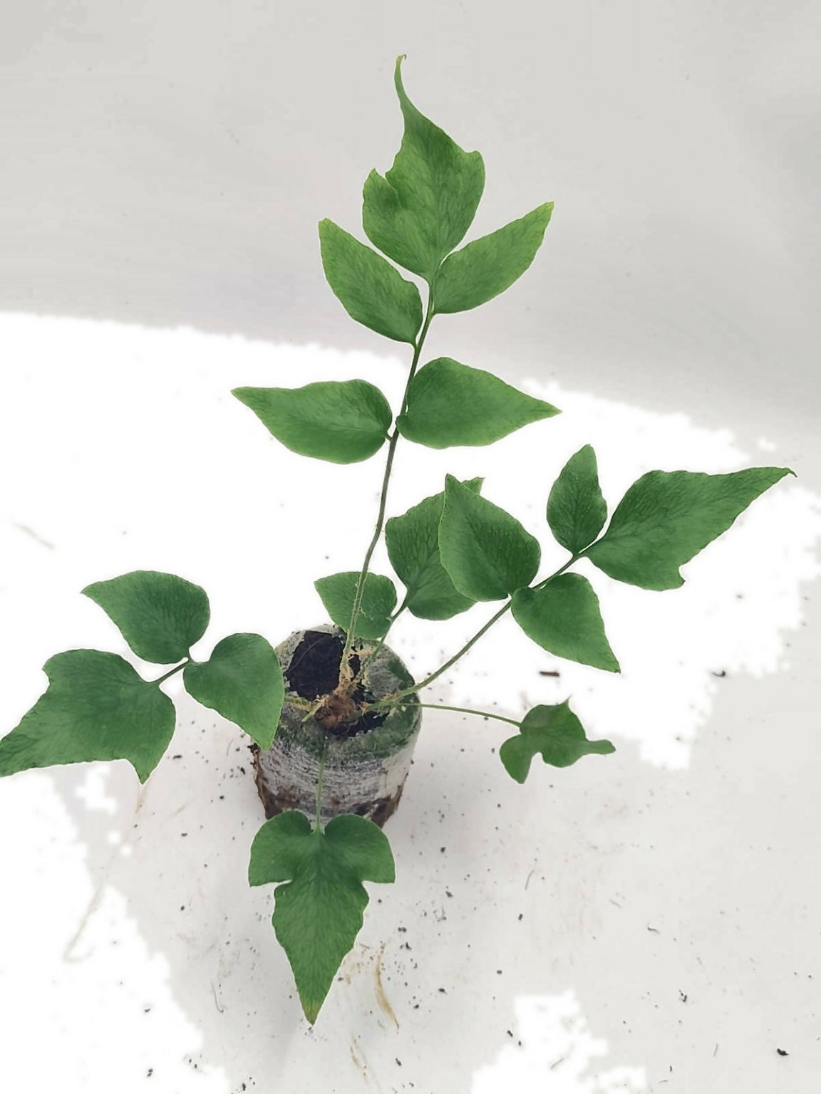Cyrtomium falcatum fern