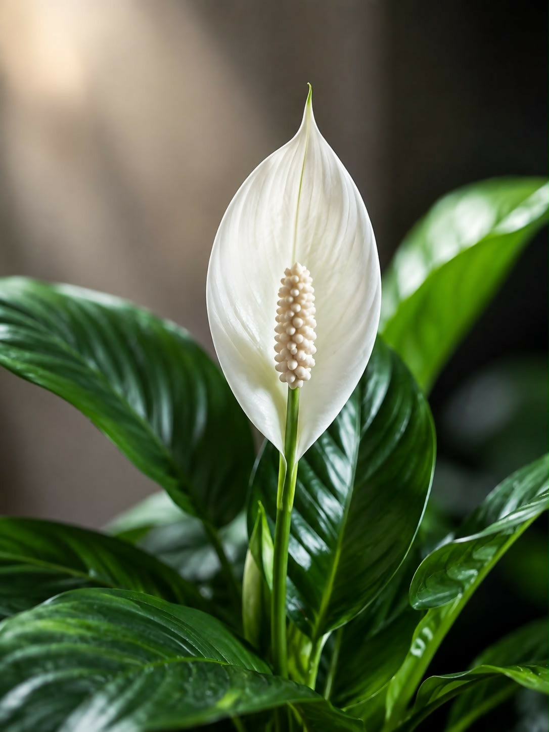 Peace lily (Spathiphyllum) – self watering pot