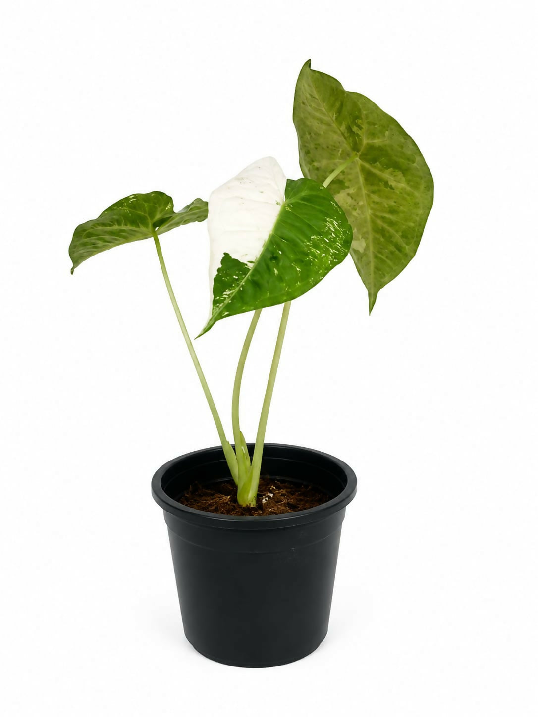 Alocasia Frydek Variegated