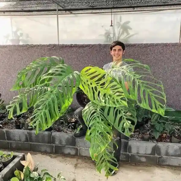 Monstera Esqueleto (Small)