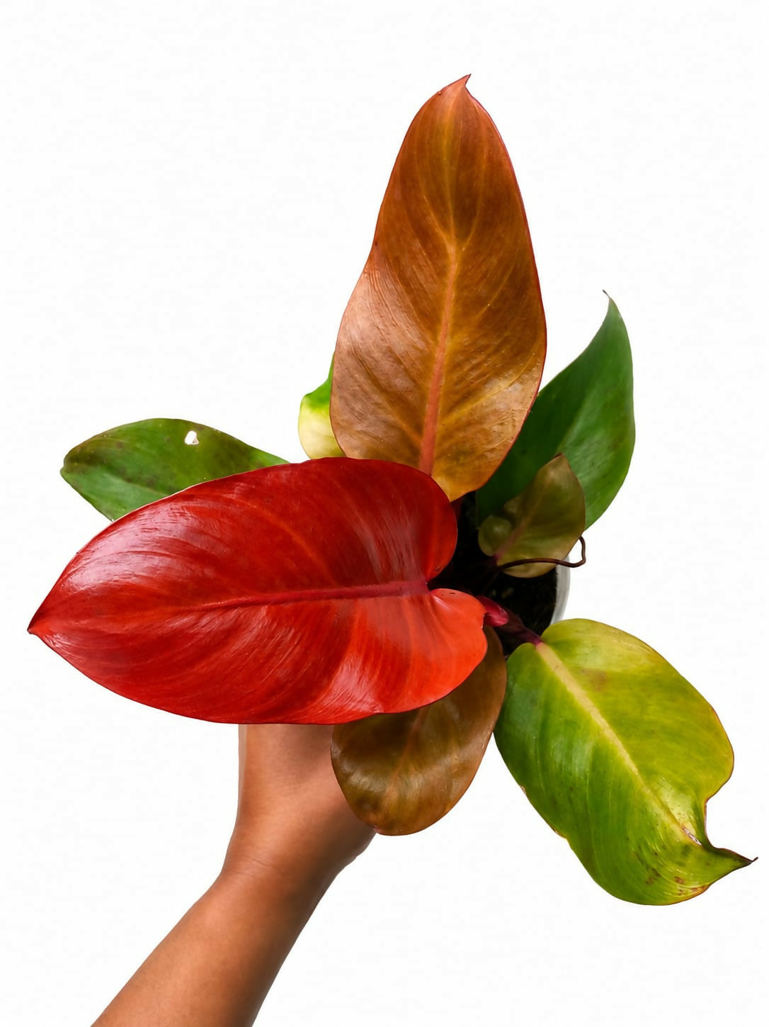 Philodendron Sun Red