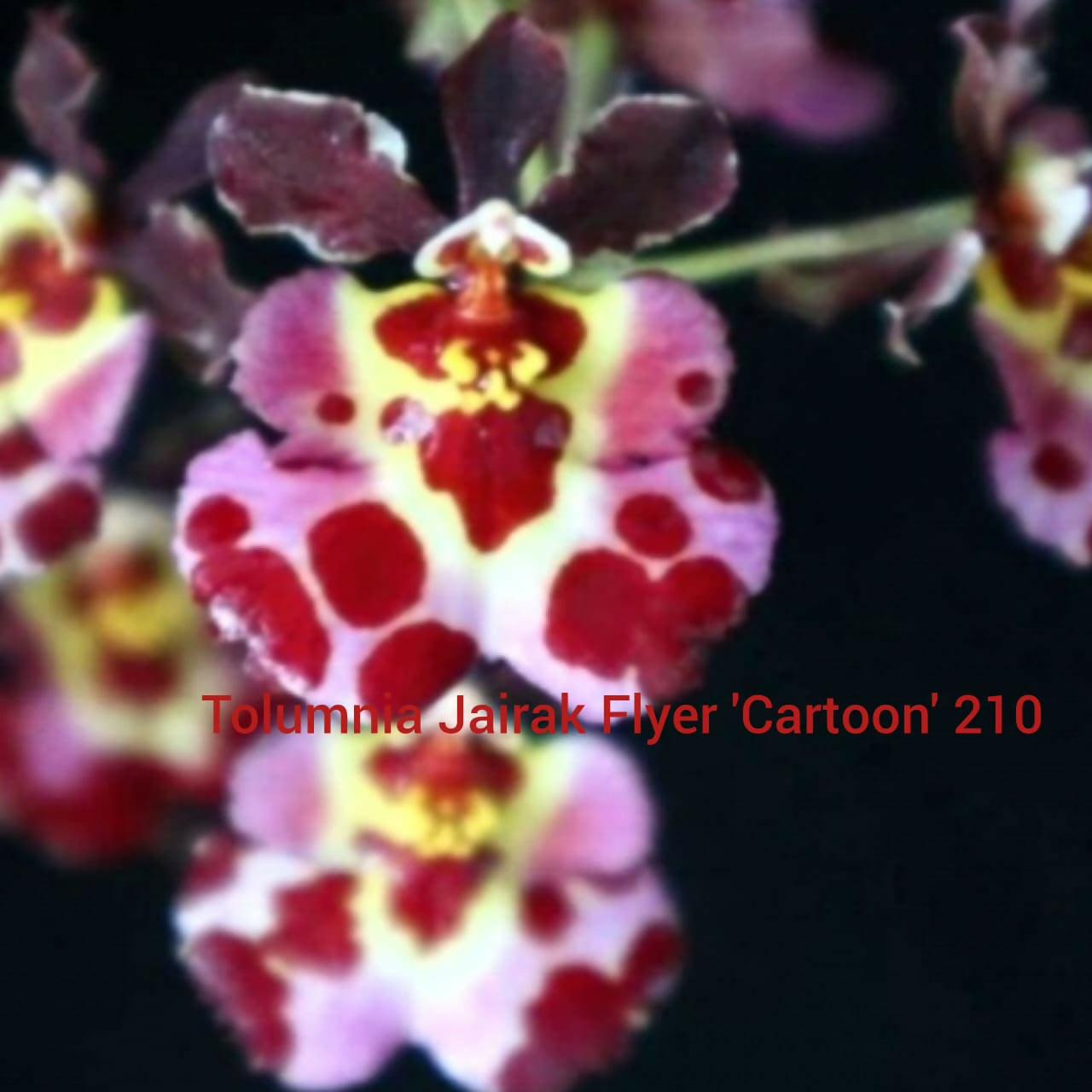 Tolumnia Orchid Jairak Flyer 'Cartoon' 210