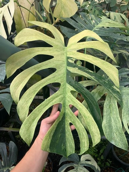 Monstera Deliciosa Mint Variegated