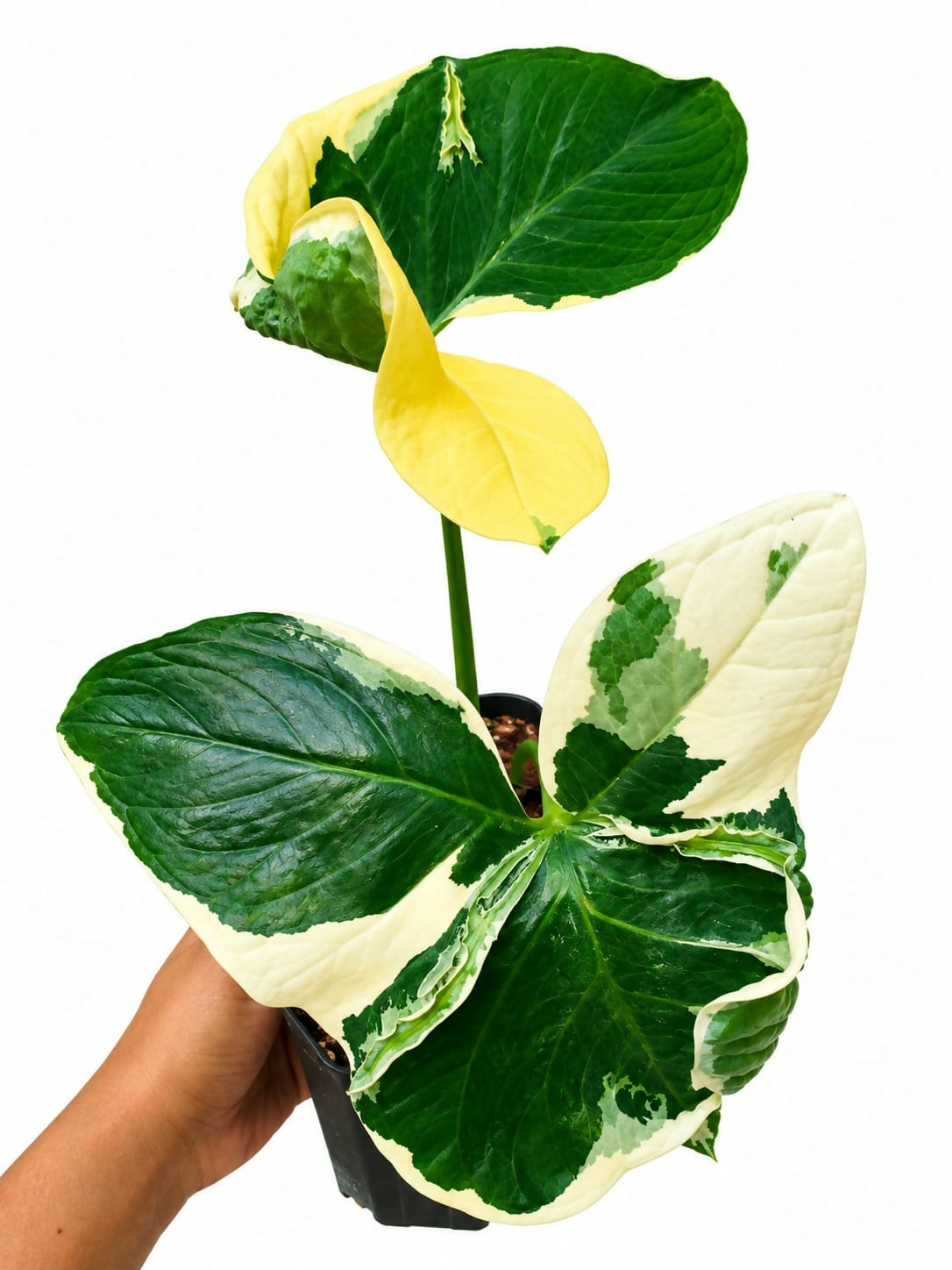 Alocasia Mickey Mouse- Rare Alocasia- Unique Tropical Foliage Plant