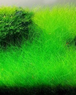 Japanese Dwarf Hairgrass/ Eleocharis Parvula 'Japanese' (1 bunch)