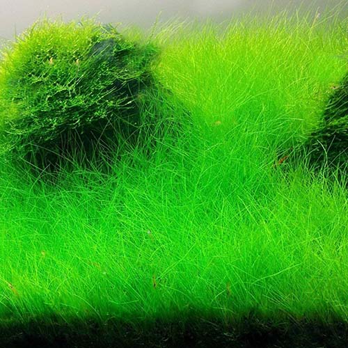 Japanese Dwarf Hairgrass/ Eleocharis Parvula 'Japanese' (1 bunch)