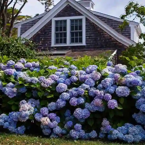 Hydrangea Macrophylla Blue Plant