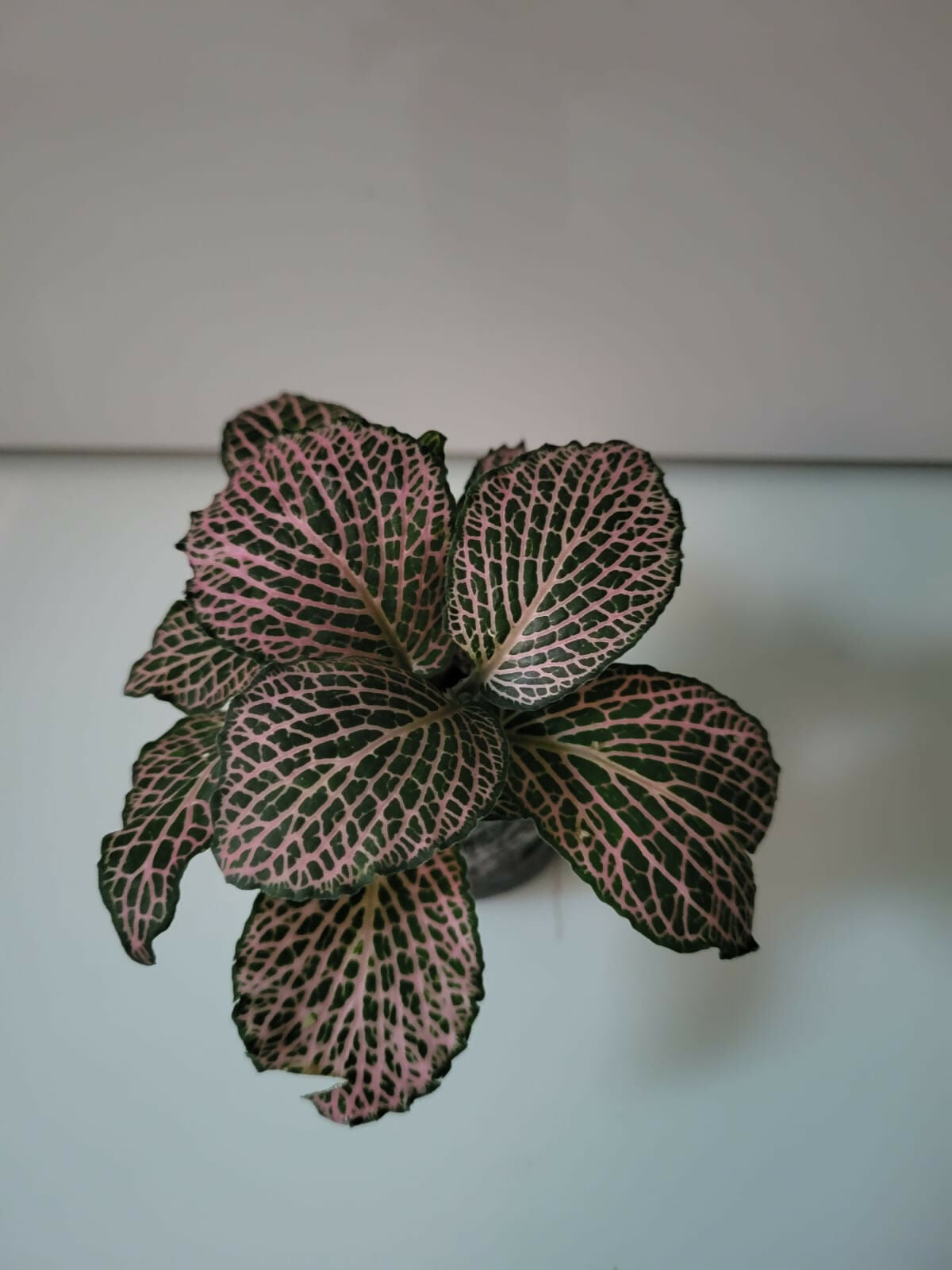 Assortment of Fittonia Nerve Plants in vibrant pink, red, and white varieties