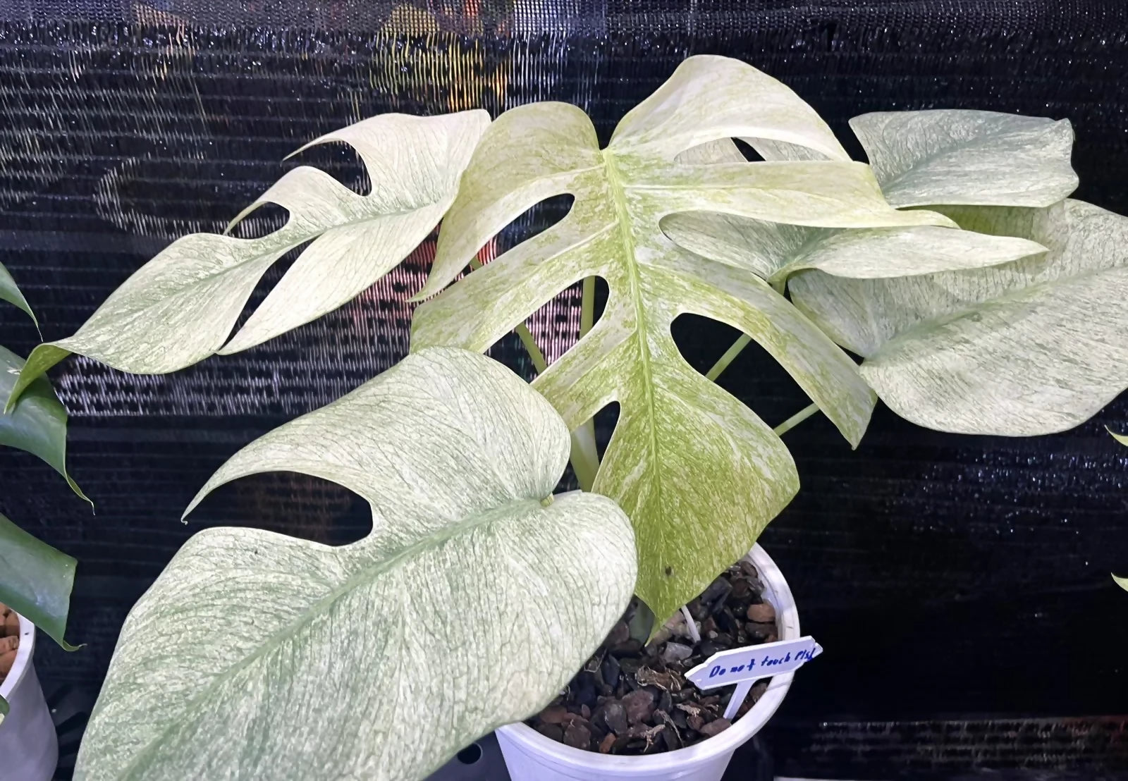 Monstera Full Mint Variegated - Aloevera Greens