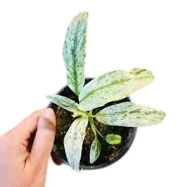 Epipremnum giganteum Variegated