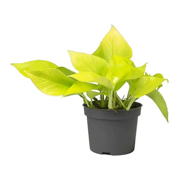 Epipremnum Aureum / Pothos Neon