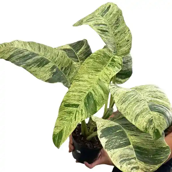 Epipremnum Giganteum Variegated - Super Rare