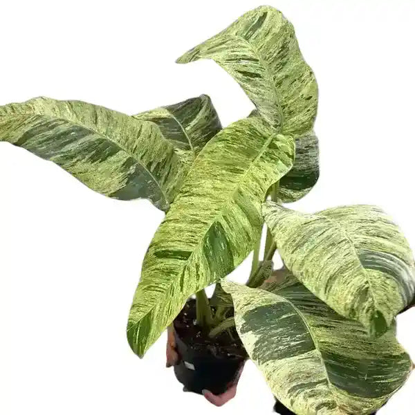 Epipremnum giganteum Variegated