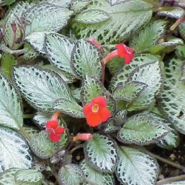 Episcia Silver Skies - Red Flower