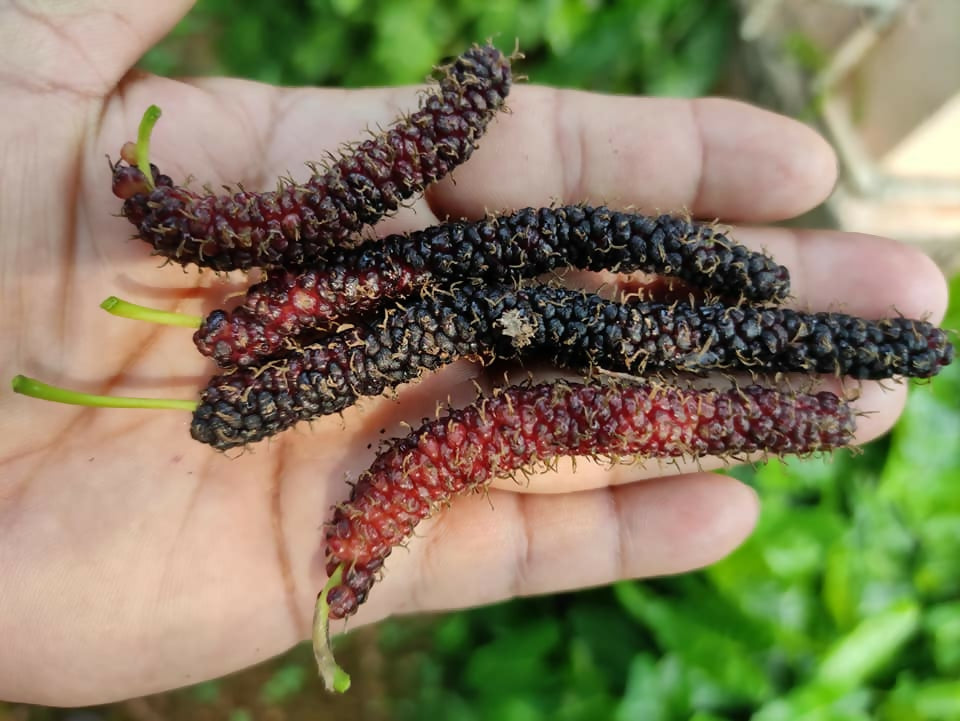 Long mulberry Fruit Plants (Morus Alba)