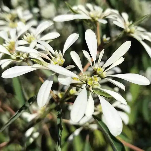 Pascuita, Euphorbia Leucocephala