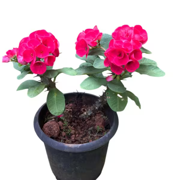 Euphorbia Red- E4