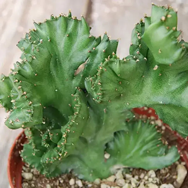 Euphorbia lactea Cristata