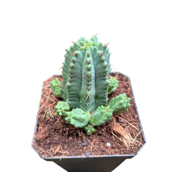 Euphorbia anoplia Cactus