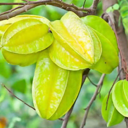 Giant Carambola – Live Grafted Exotic Fruit Tree - Keyfarm Wayanad