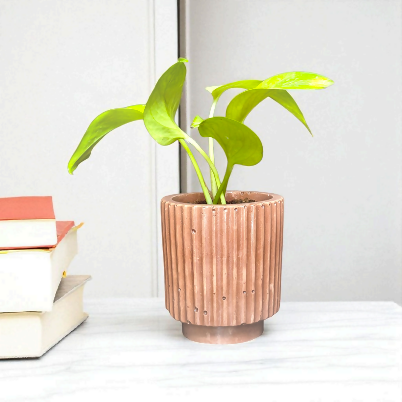 The Nordic Grove - 4"x 3.5" | elegant | concrete planter | natural colour| earth finishes