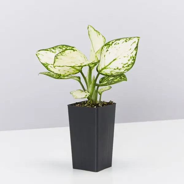Exotic Aglaonema Super White - Rare