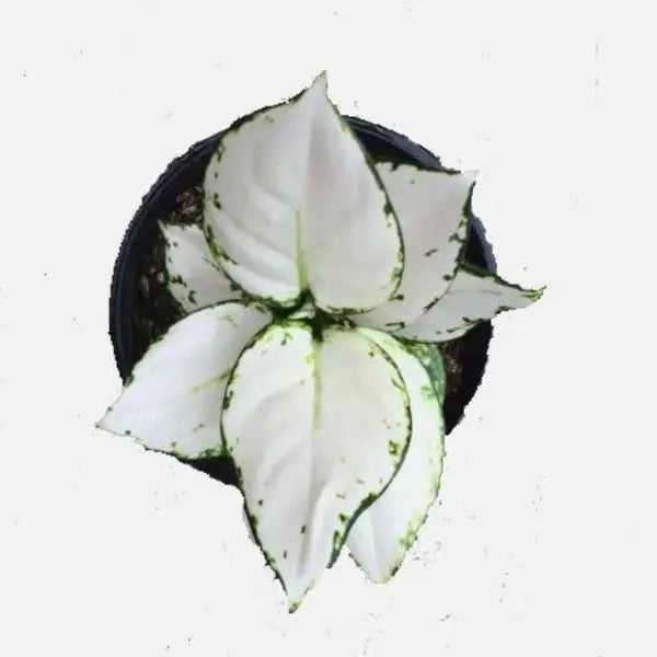 Exotic Aglaonema Super White - Rare