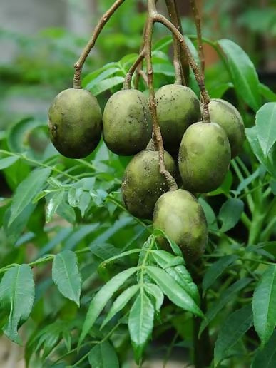 Sweet Ambazham – Live Grafted Exotic Fruit Tree - Keyfarm Wayanad