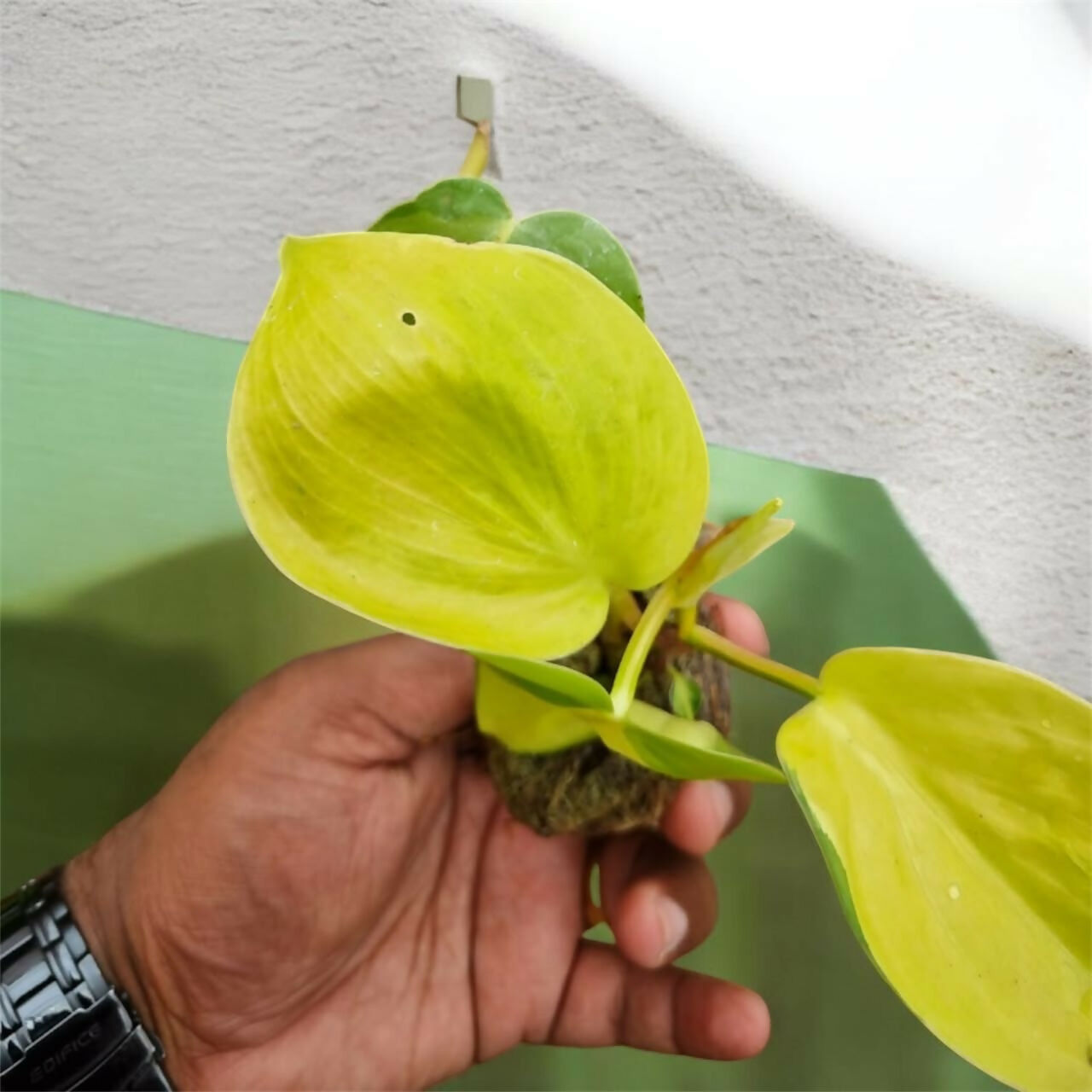 Neon pothos