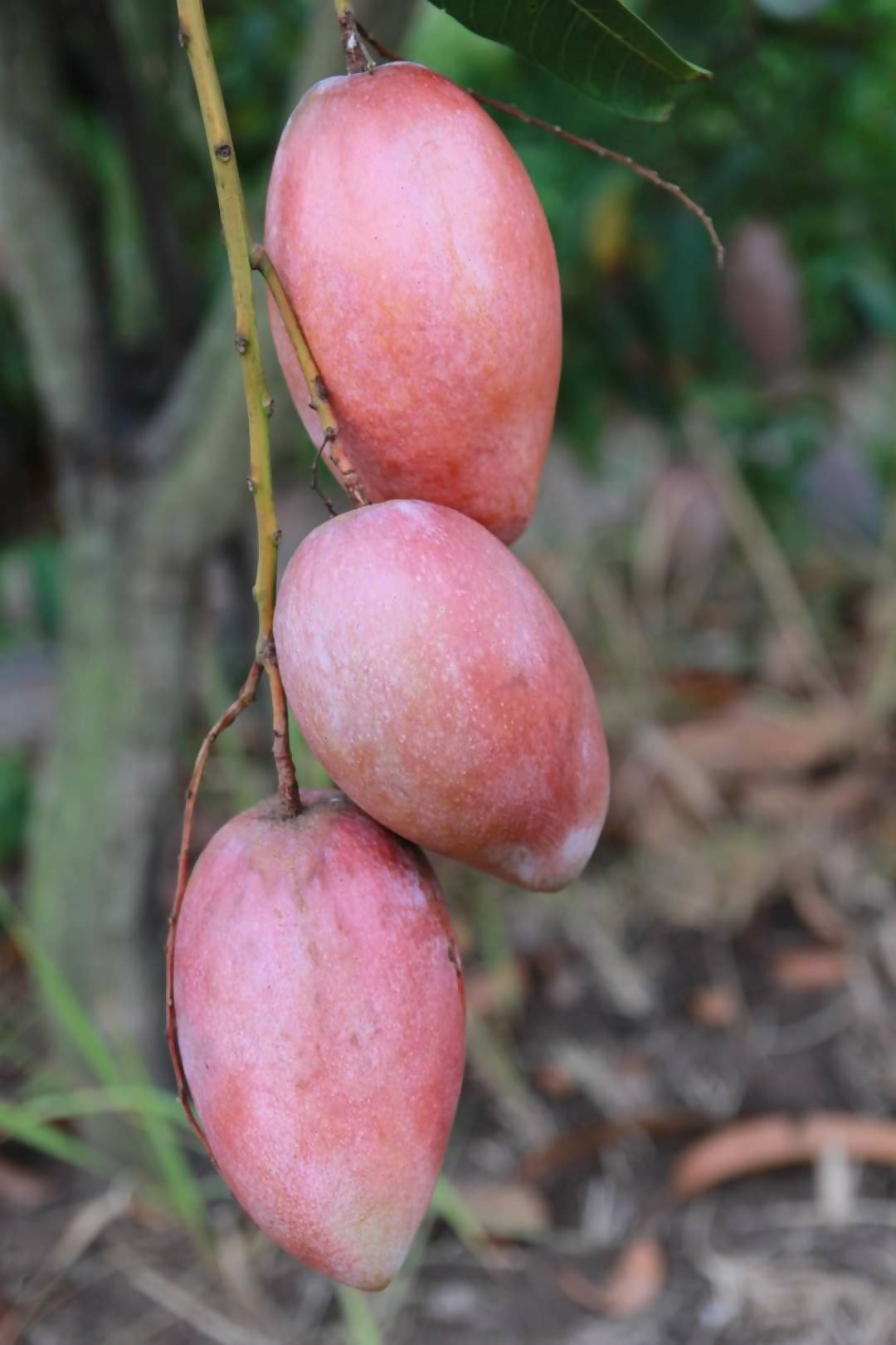 Yuwen Mango Live Plant (Mangifera indica)