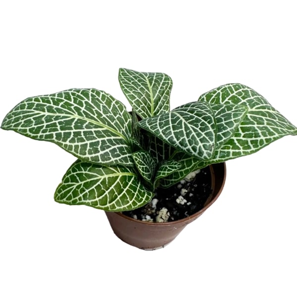 White Fittonia - Nerve Indoor Live Plant