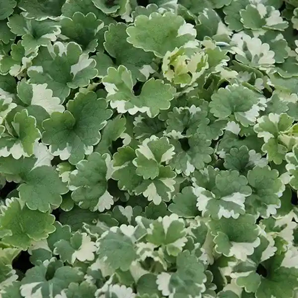 Glechoma Hederacea Variegated, Ground Ivy Variegated