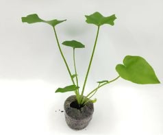Philodendron Hope -Exotic TC plant -EtherealDNA