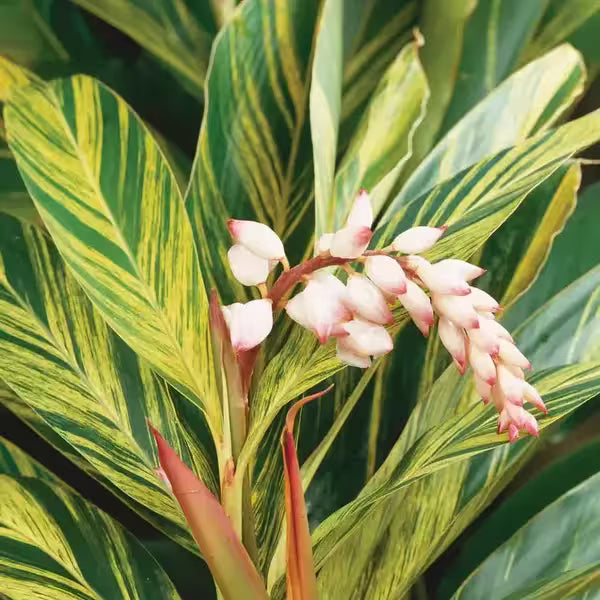 Variegated Shell Ginger, Alpinia zerumbet ‘Variegata’