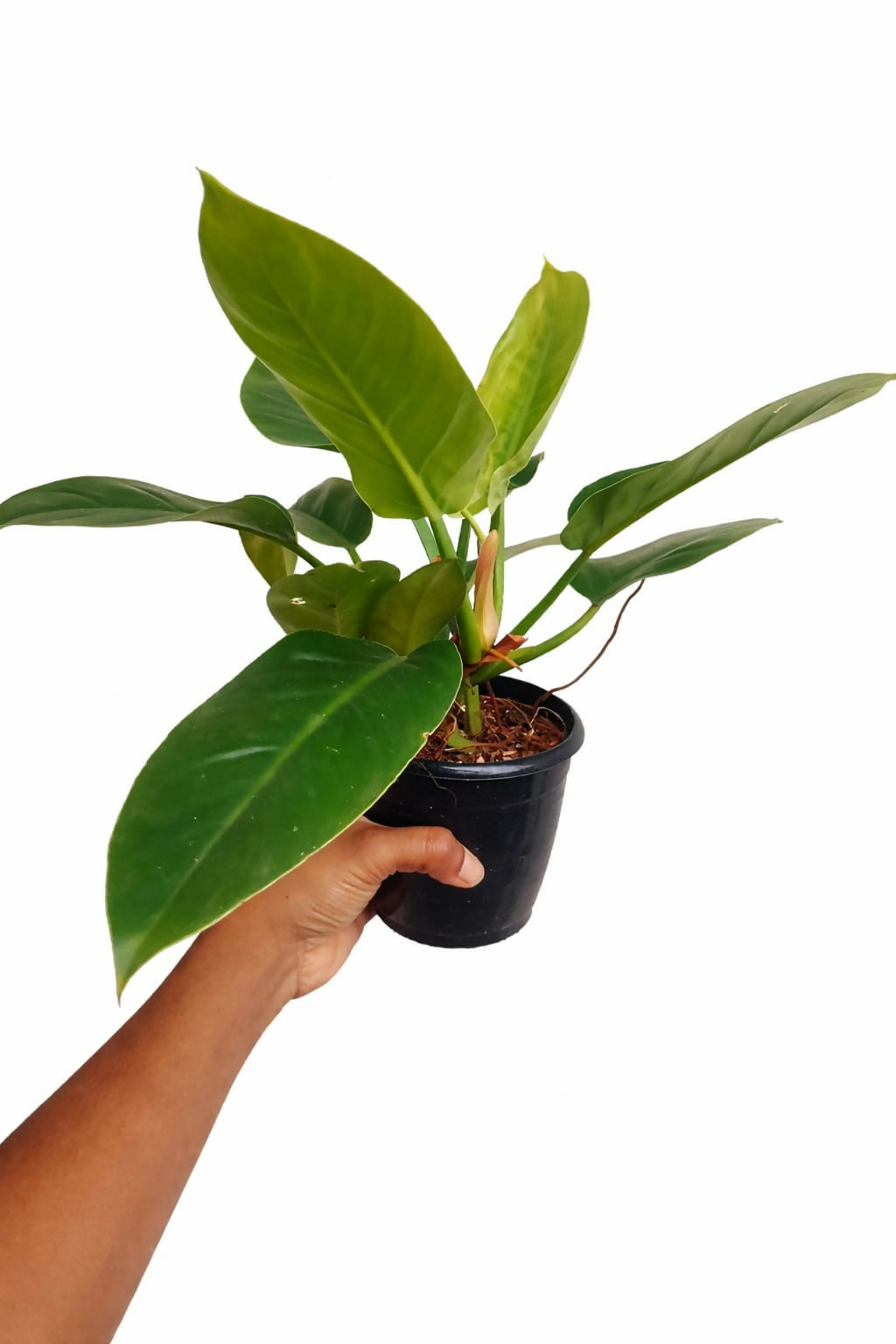 Philodendron Imperial Green