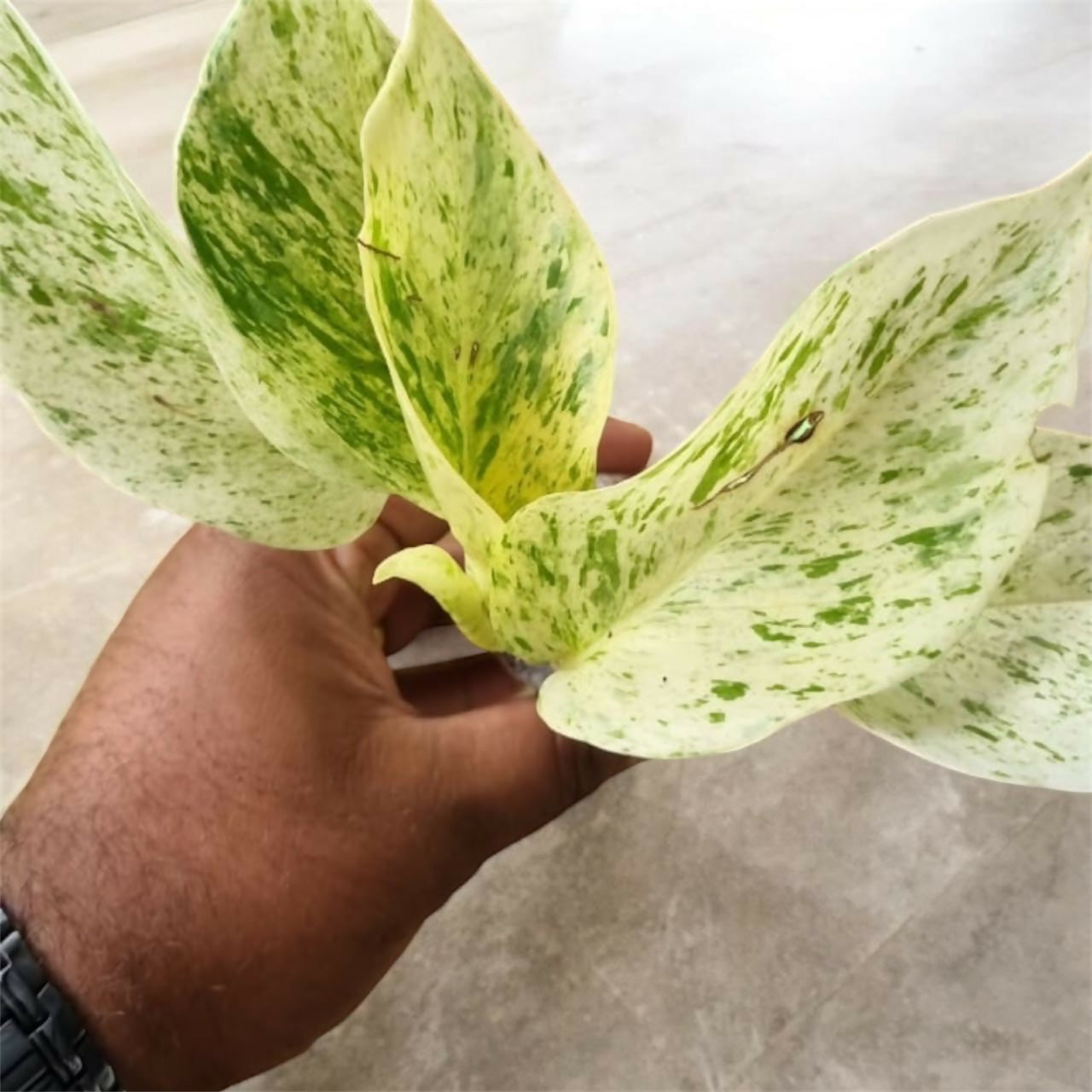 Marble queen pothos