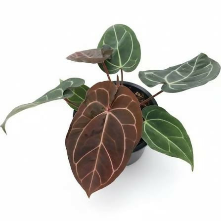 Anthurium carla black hybrid