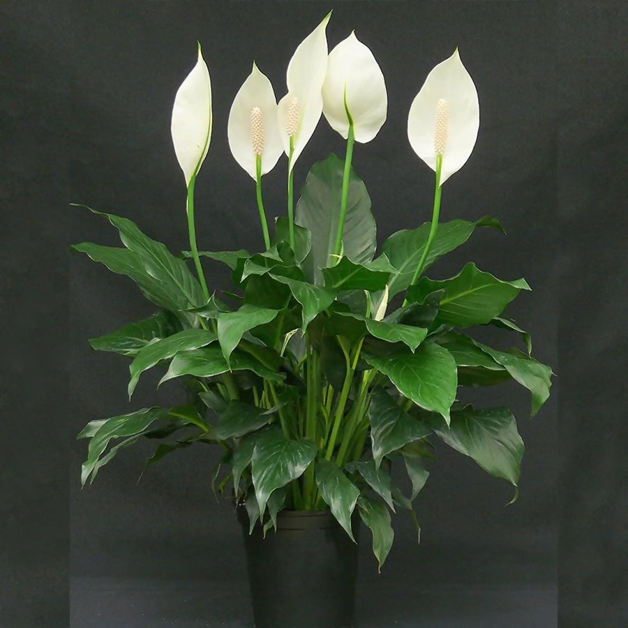 Spathiphyllum falco cupido