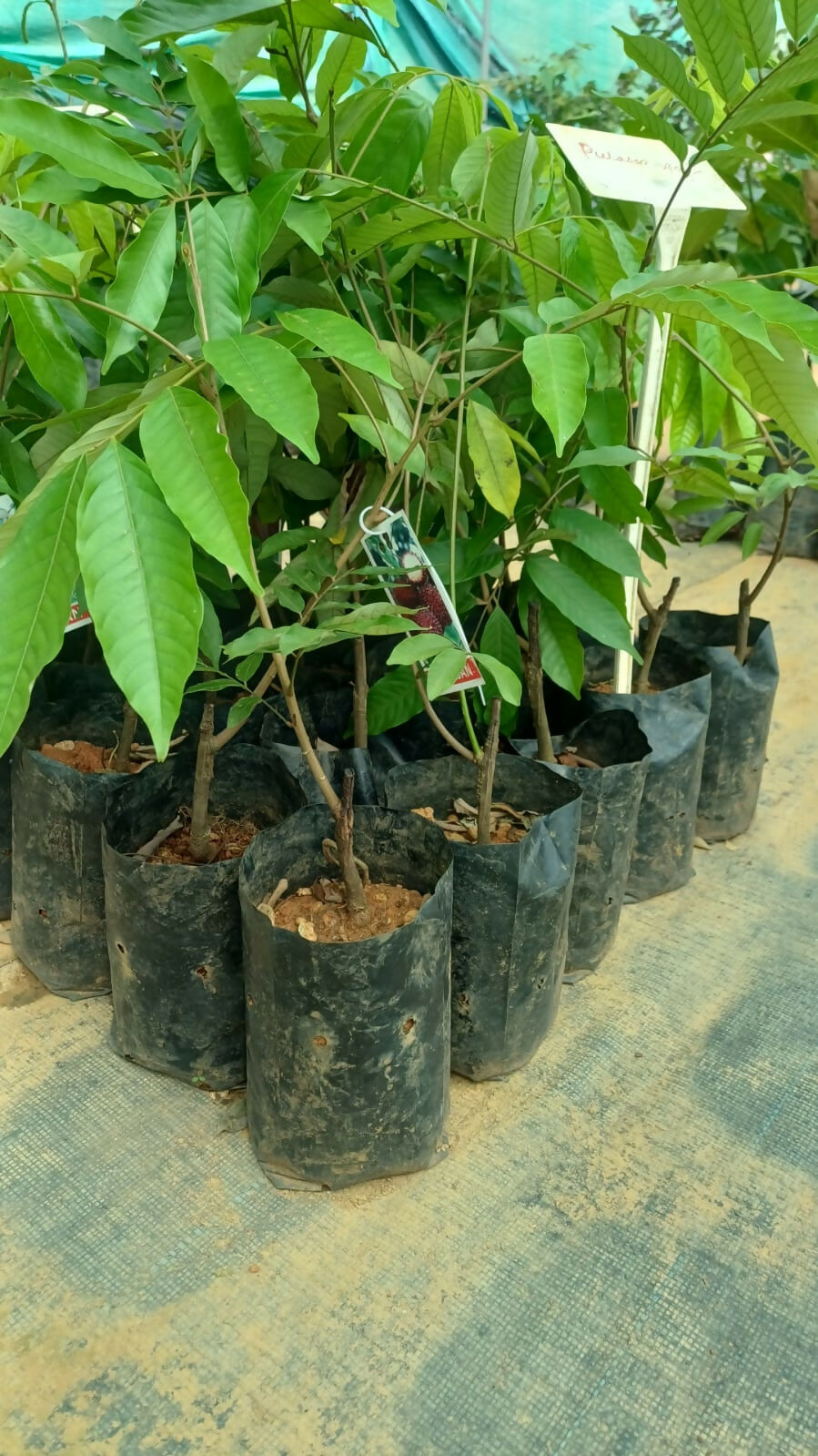 Rare Pulasan Live Grafted – Live Grafted - Keyfarm Wayanad