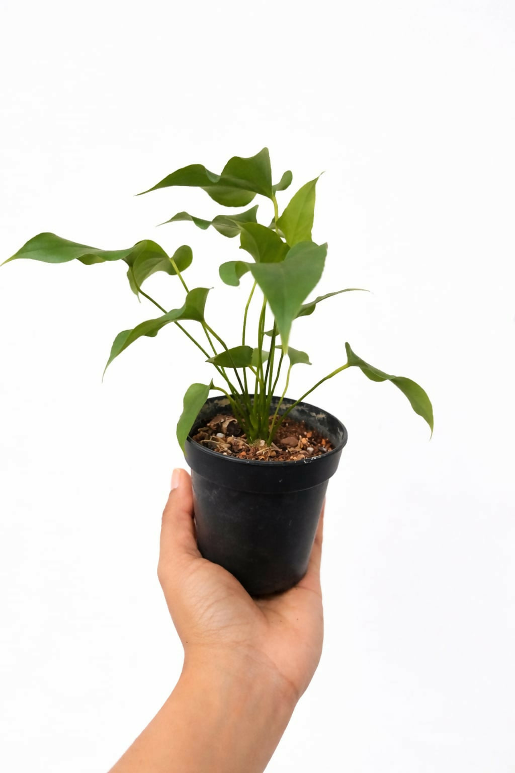 Anthurium Brownie Rare Plant – Indoor Foliage | Foliages.in