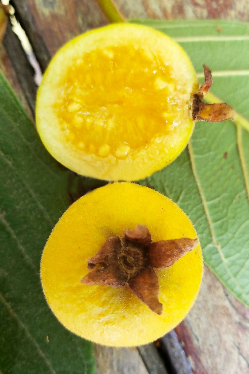 Grape Guava Live Plant (Pdium guineense)