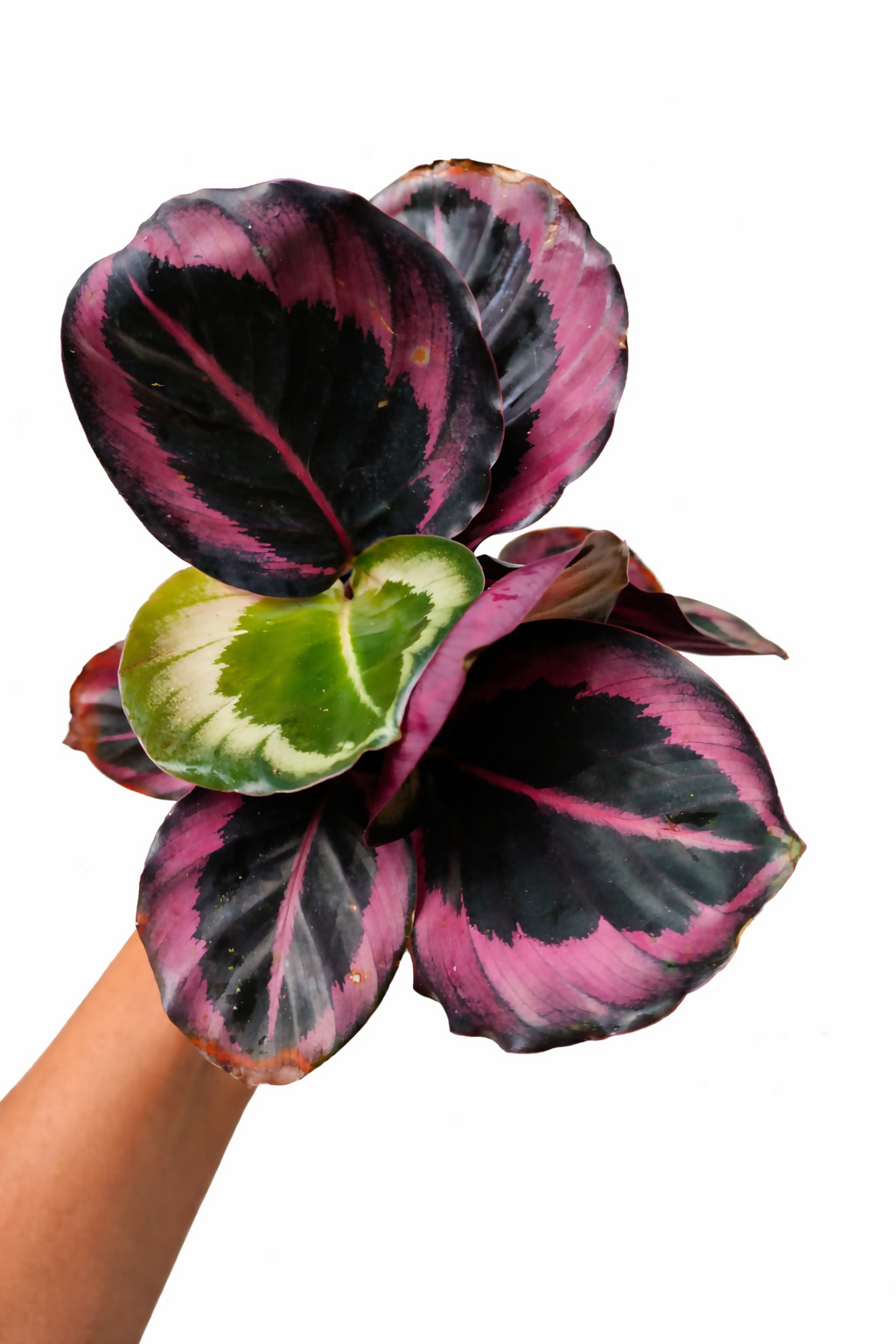 The Lush Flora Calathea Red Wine Prayer Plant